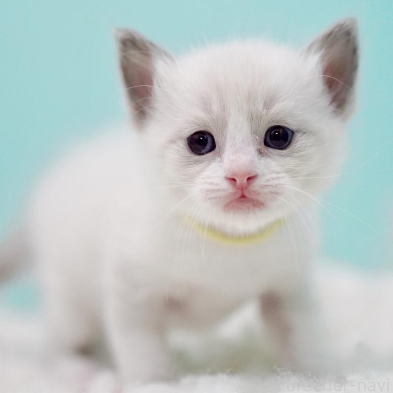 販売中の東京都のラグドール-130856の5枚目