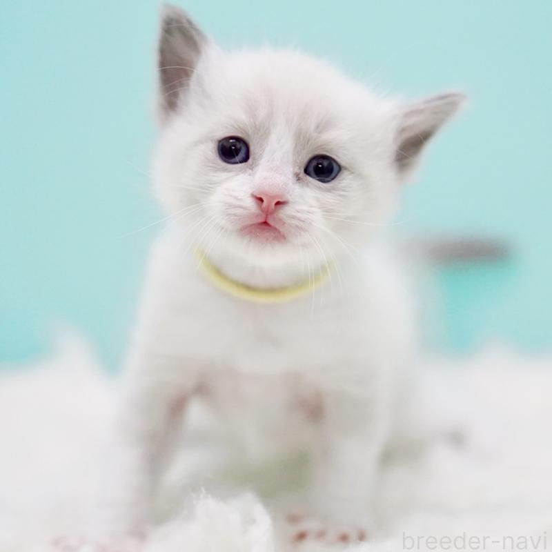 販売中の東京都のラグドール-130856の4枚目