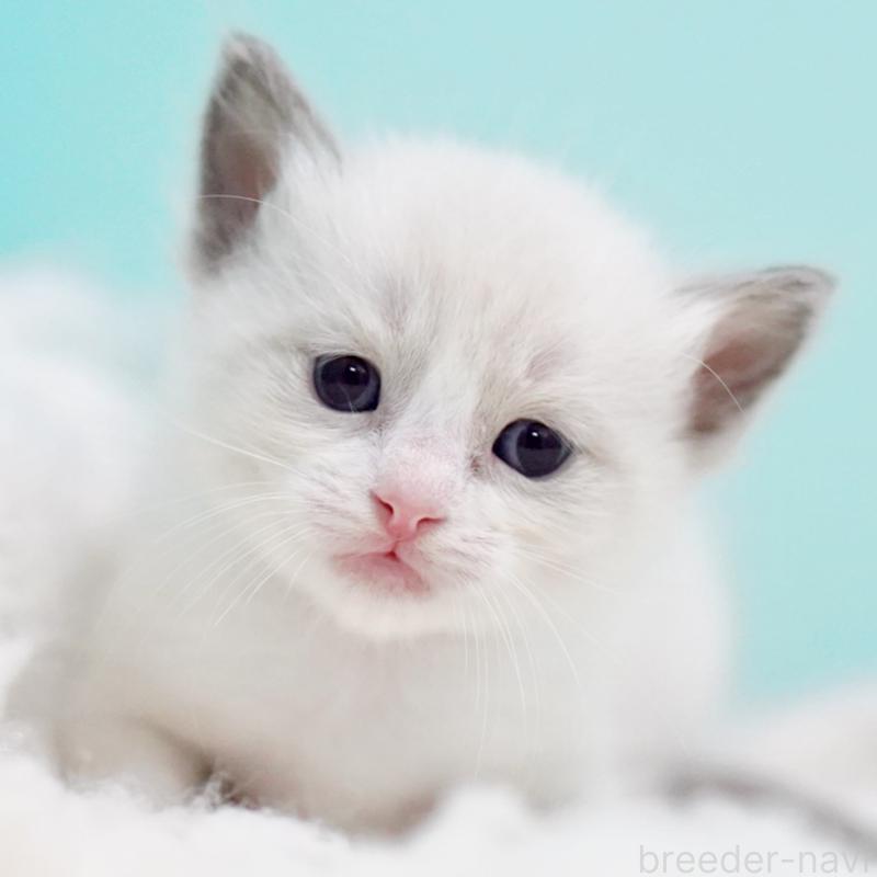 販売中の東京都のラグドール-130856の3枚目