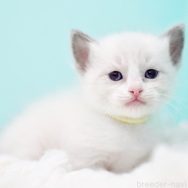 販売中の東京都のラグドール-130856の2枚目