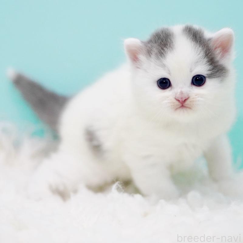 販売中の東京都のサイベリアン-130857