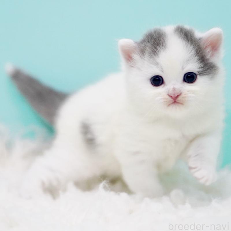 販売中の東京都のサイベリアン-130857の15枚目