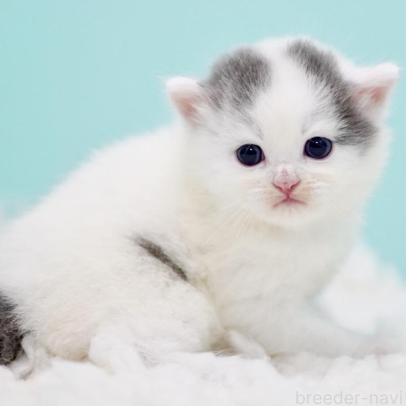 販売中の東京都のサイベリアン-130857の13枚目