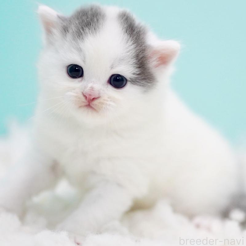 販売中の東京都のサイベリアン-130857の12枚目