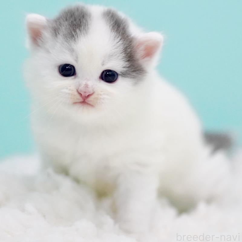 販売中の東京都のサイベリアン-130857の11枚目