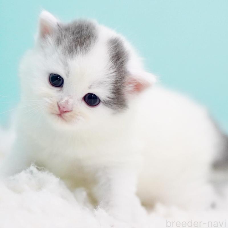 販売中の東京都のサイベリアン-130857の10枚目