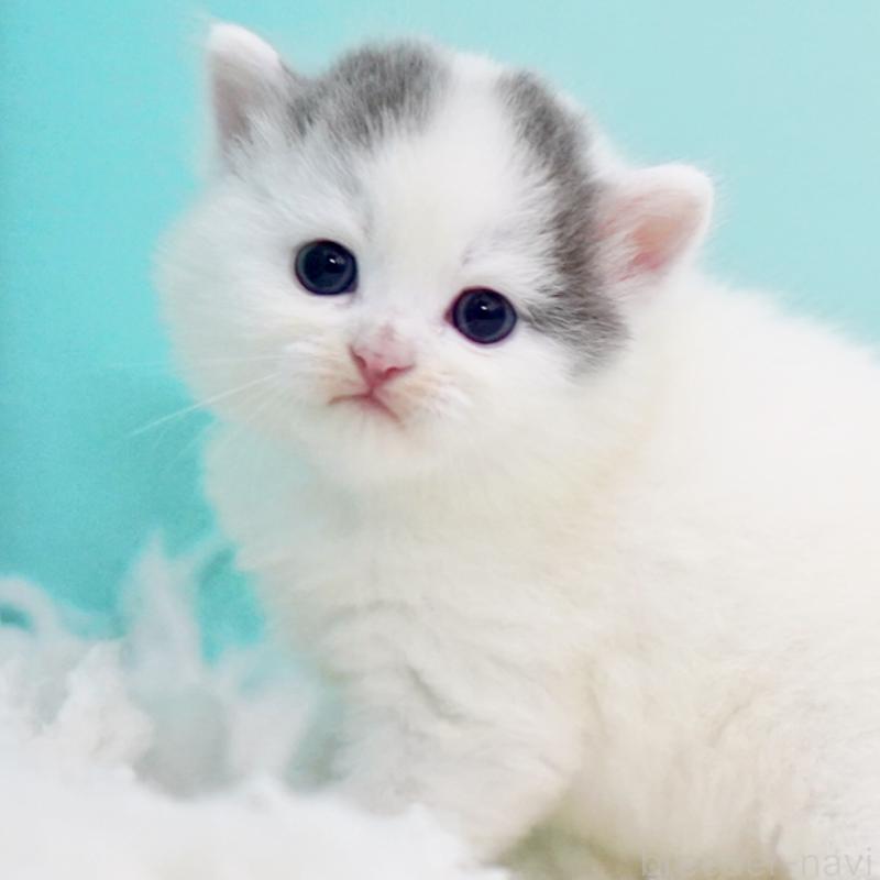 販売中の東京都のサイベリアン-130857の9枚目