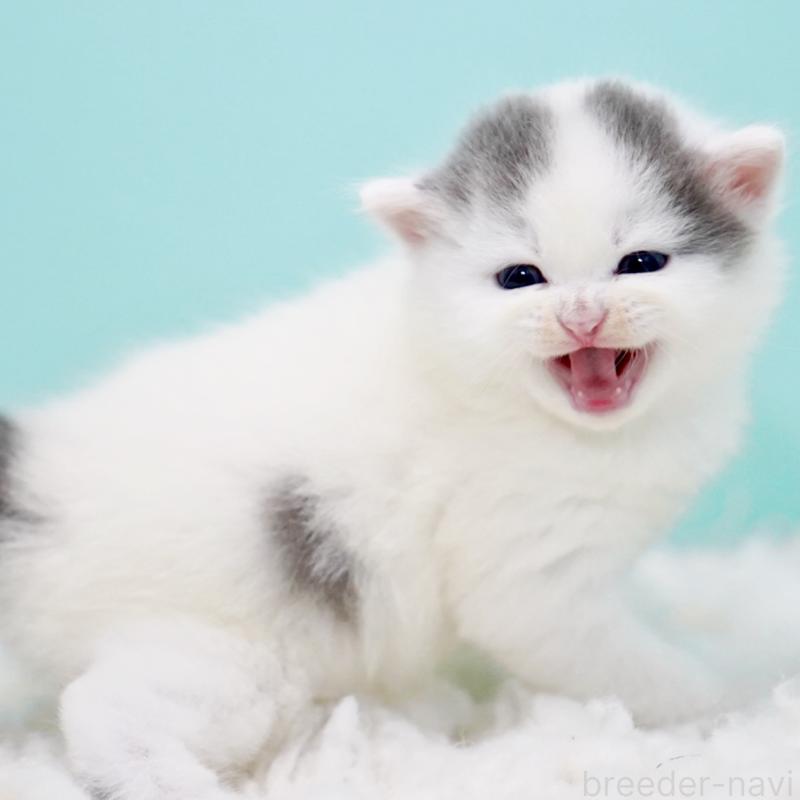 販売中の東京都のサイベリアン-130857の8枚目