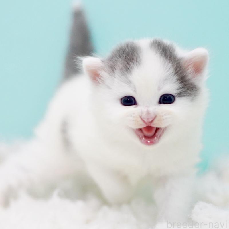 販売中の東京都のサイベリアン-130857の7枚目