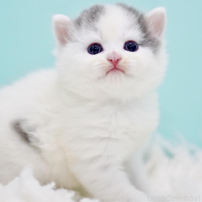 販売中の東京都のサイベリアン-130857の5枚目