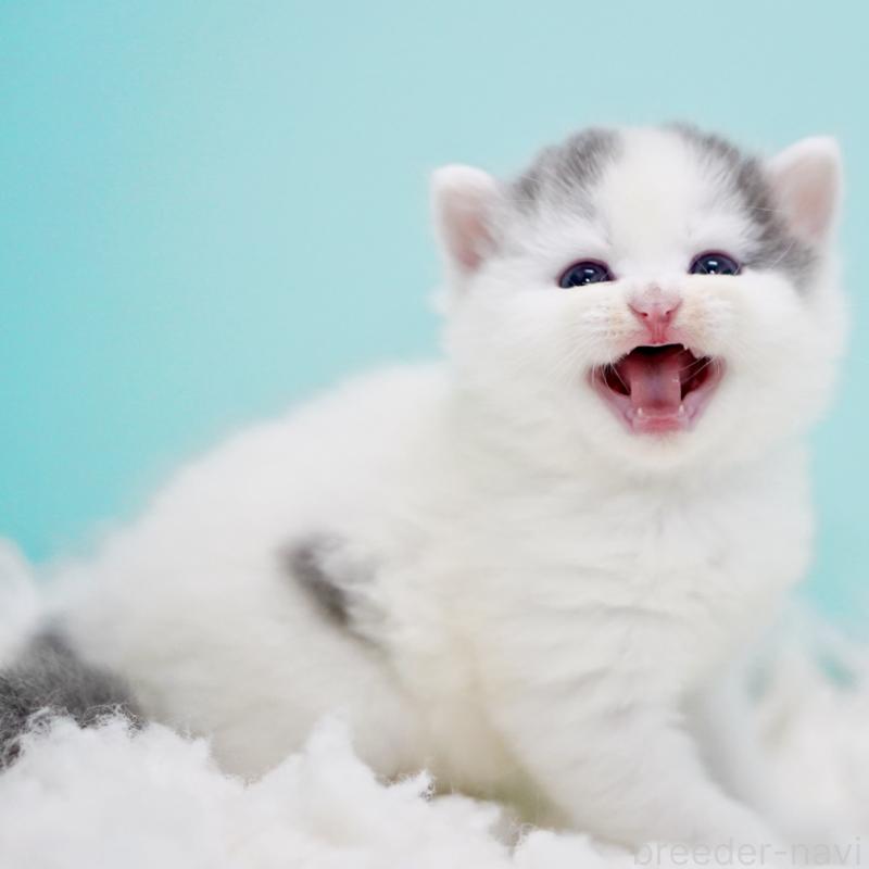 販売中の東京都のサイベリアン-130857の4枚目