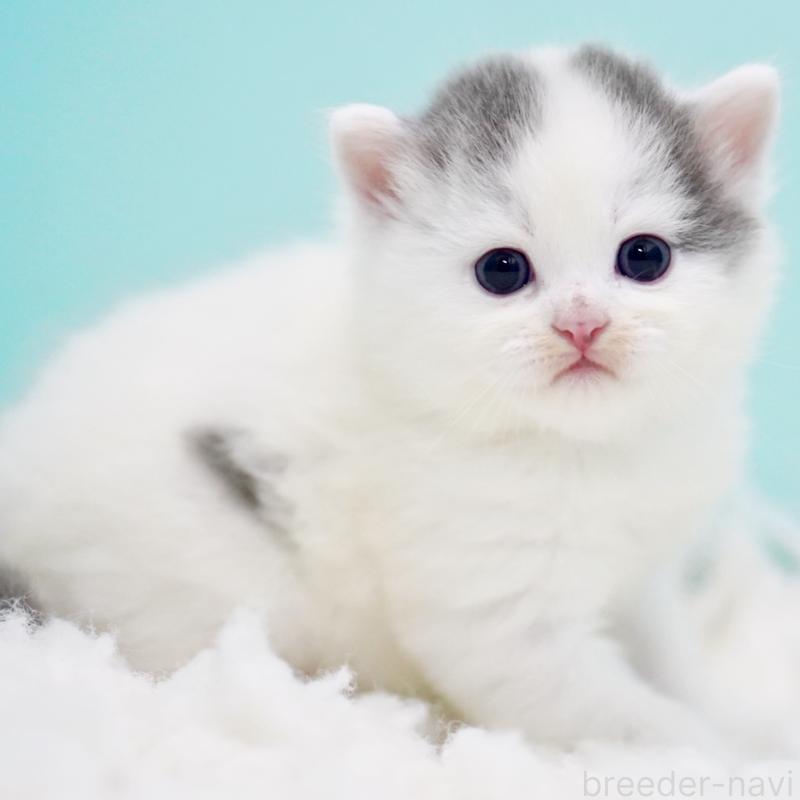 販売中の東京都のサイベリアン-130857の3枚目