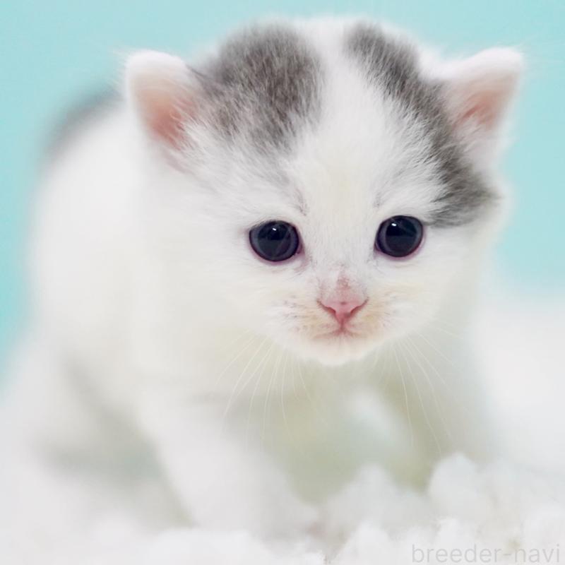 販売中の東京都のサイベリアン-130857の2枚目