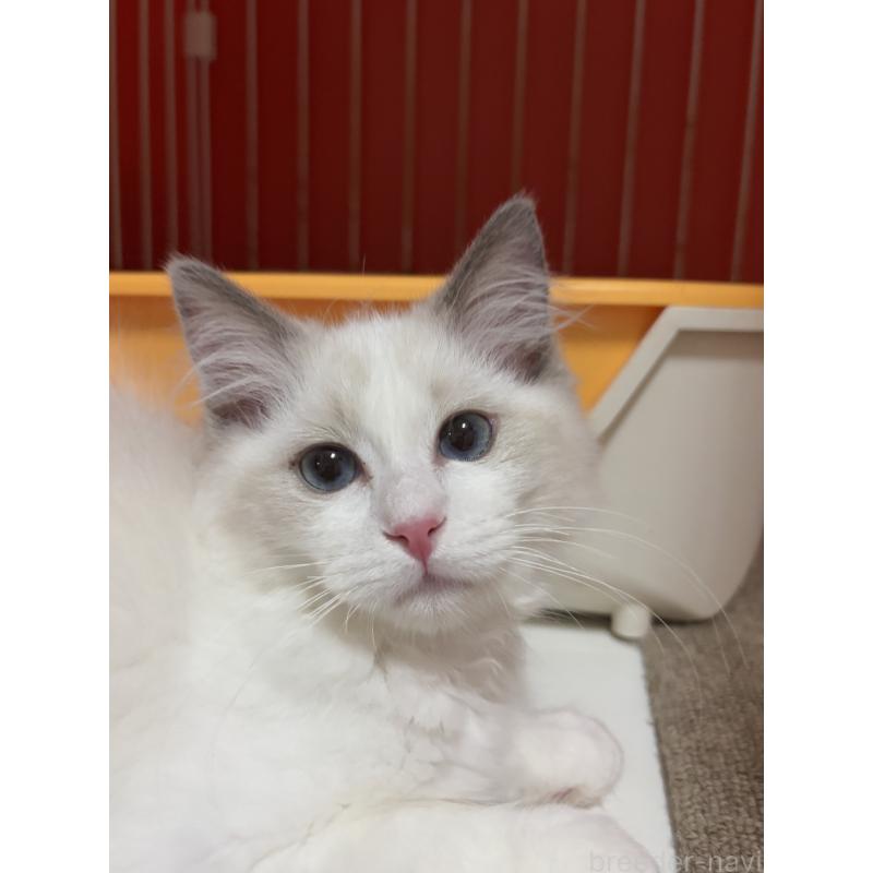 販売中の兵庫県のラグドール-130858の2枚目