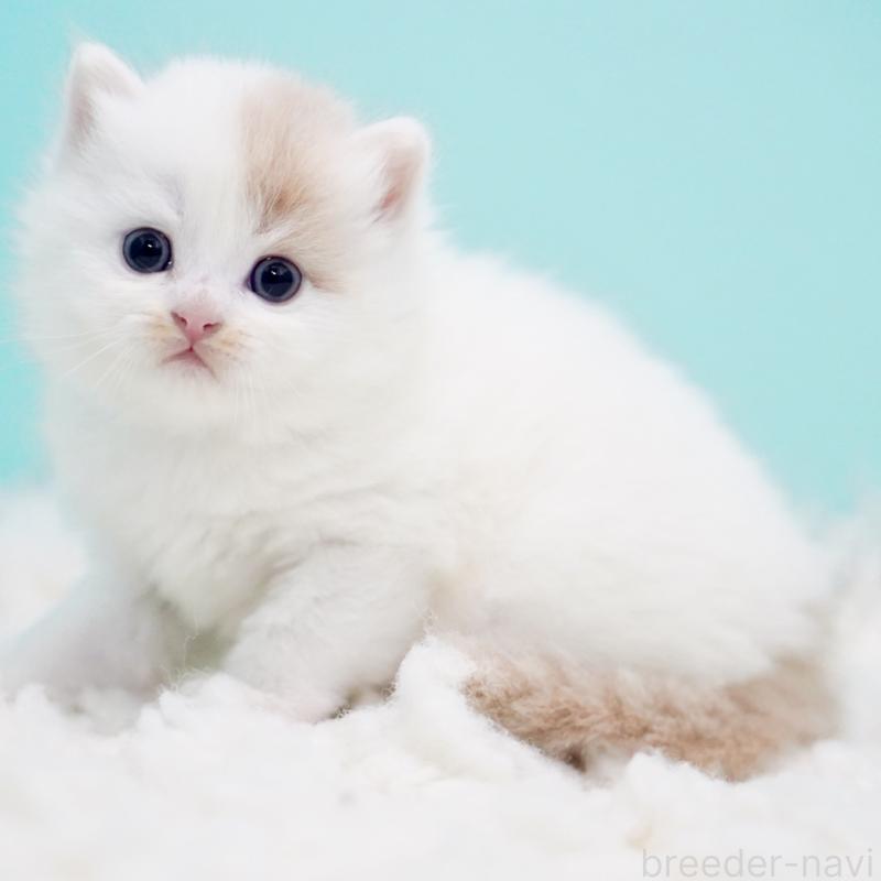 販売中ののサイベリアン-130859