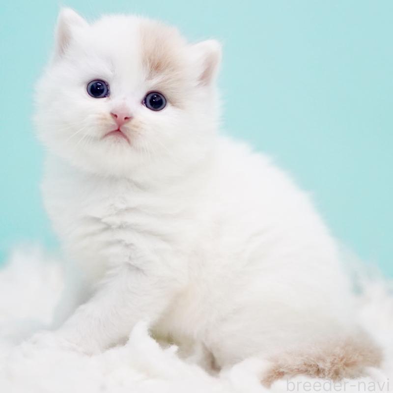 販売中の東京都のサイベリアン-130859の15枚目