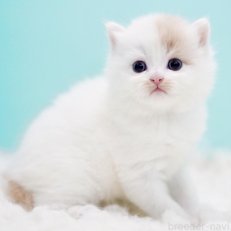 販売中の東京都のサイベリアン-130859の14枚目