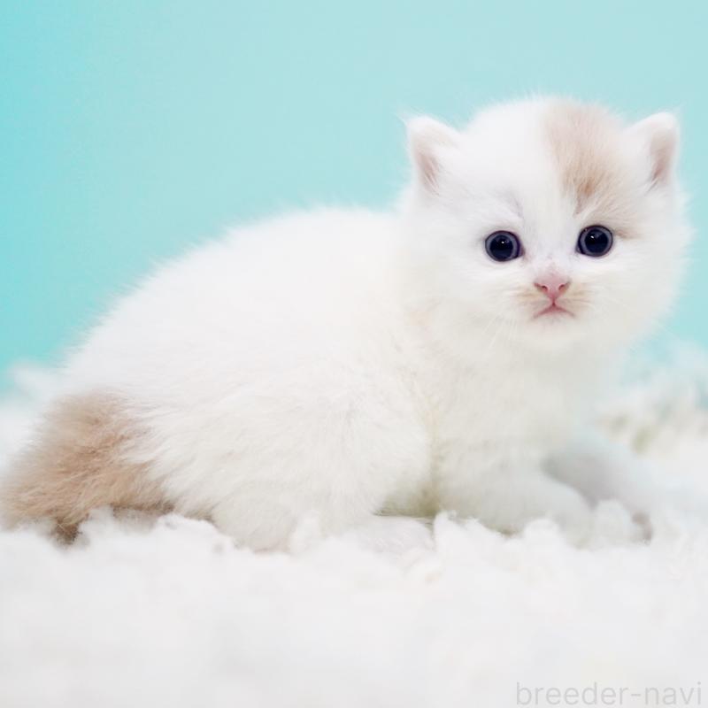 販売中の東京都のサイベリアン-130859の13枚目