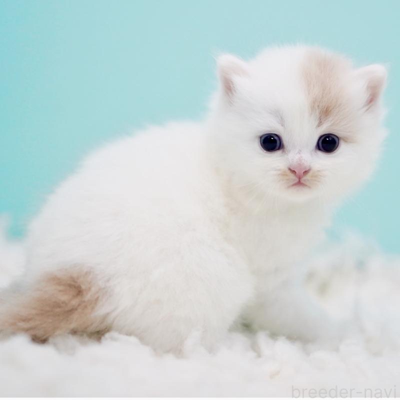 販売中の東京都のサイベリアン-130859の12枚目