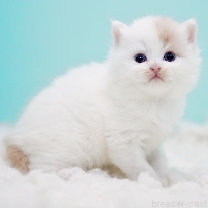 販売中の東京都のサイベリアン-130859の11枚目