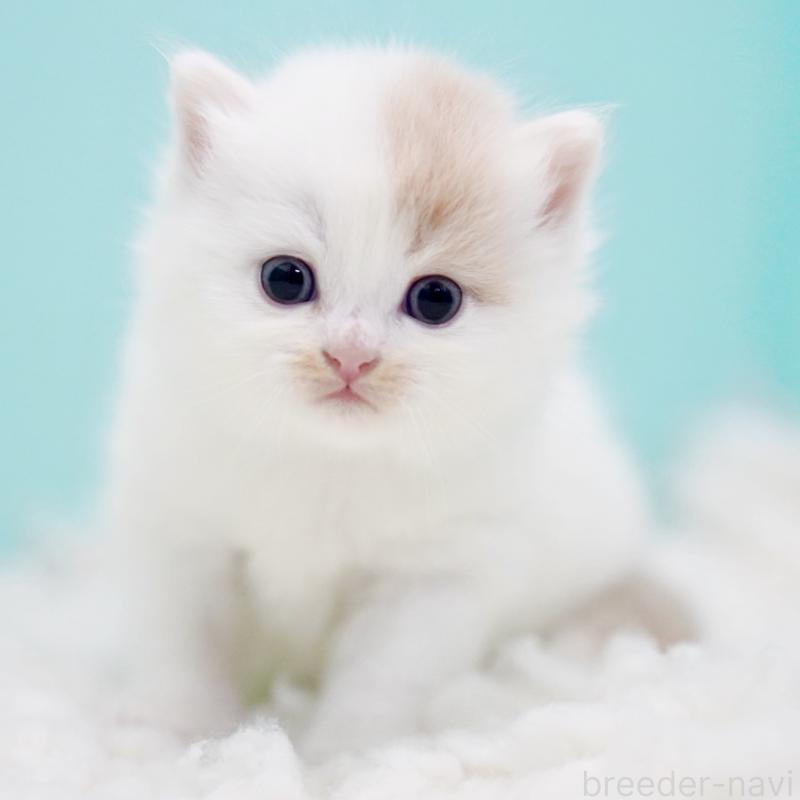 販売中の東京都のサイベリアン-130859の10枚目