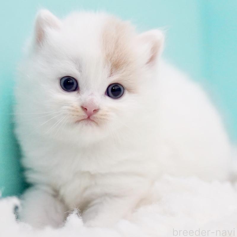 販売中の東京都のサイベリアン-130859の9枚目