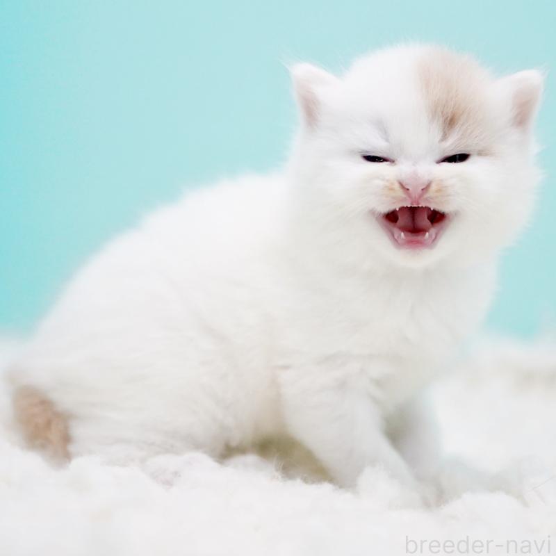 販売中の東京都のサイベリアン-130859の8枚目