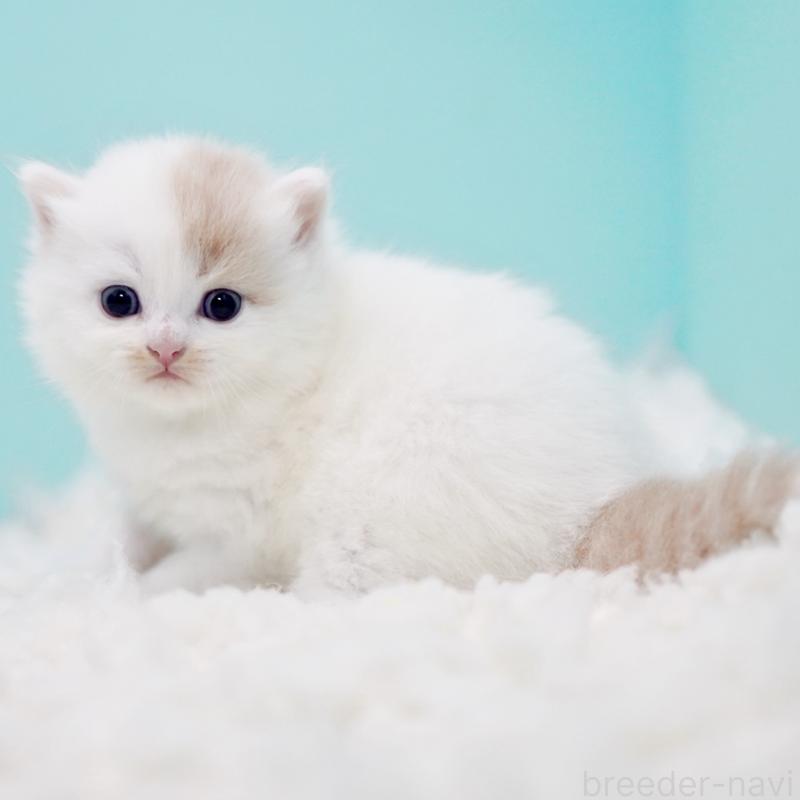 販売中の東京都のサイベリアン-130859の7枚目