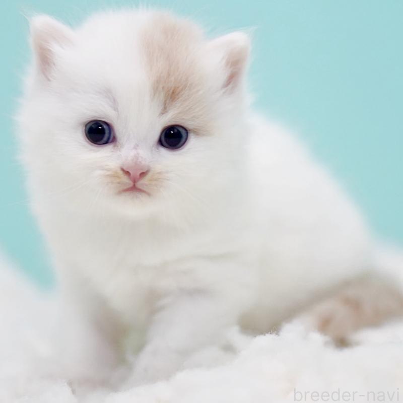 販売中の東京都のサイベリアン-130859の6枚目