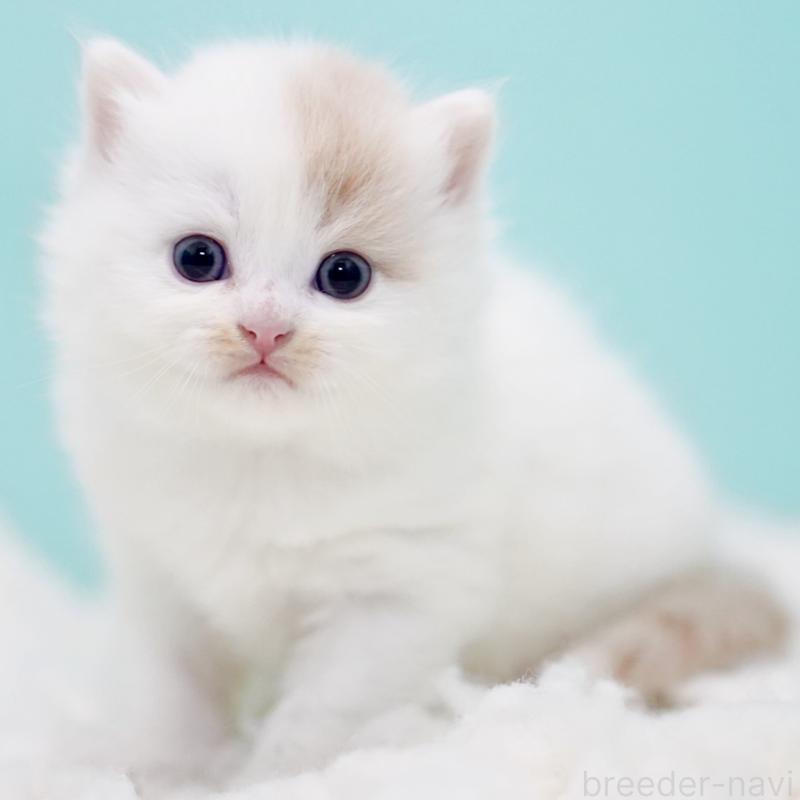 販売中の東京都のサイベリアン-130859の5枚目