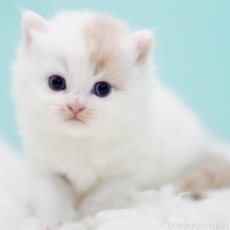 販売中の東京都のサイベリアン-130859の4枚目