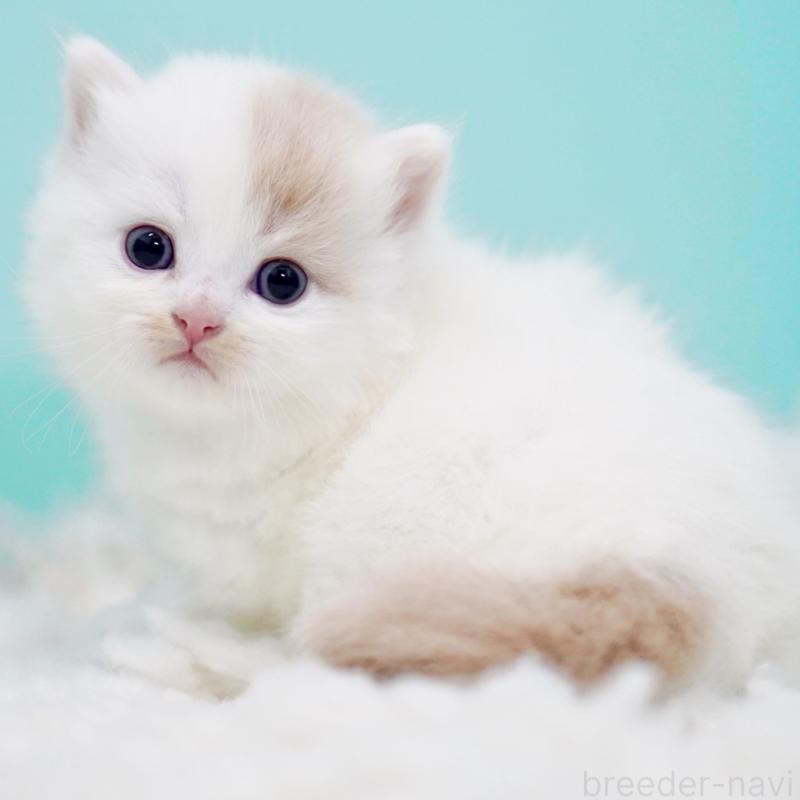 販売中の東京都のサイベリアン-130859の3枚目