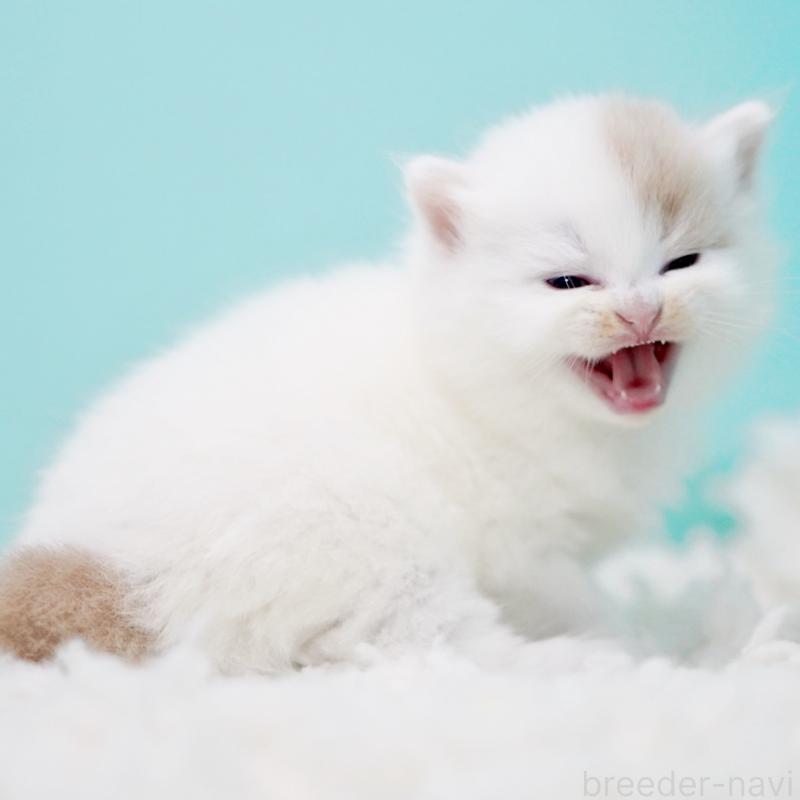 販売中の東京都のサイベリアン-130859の2枚目