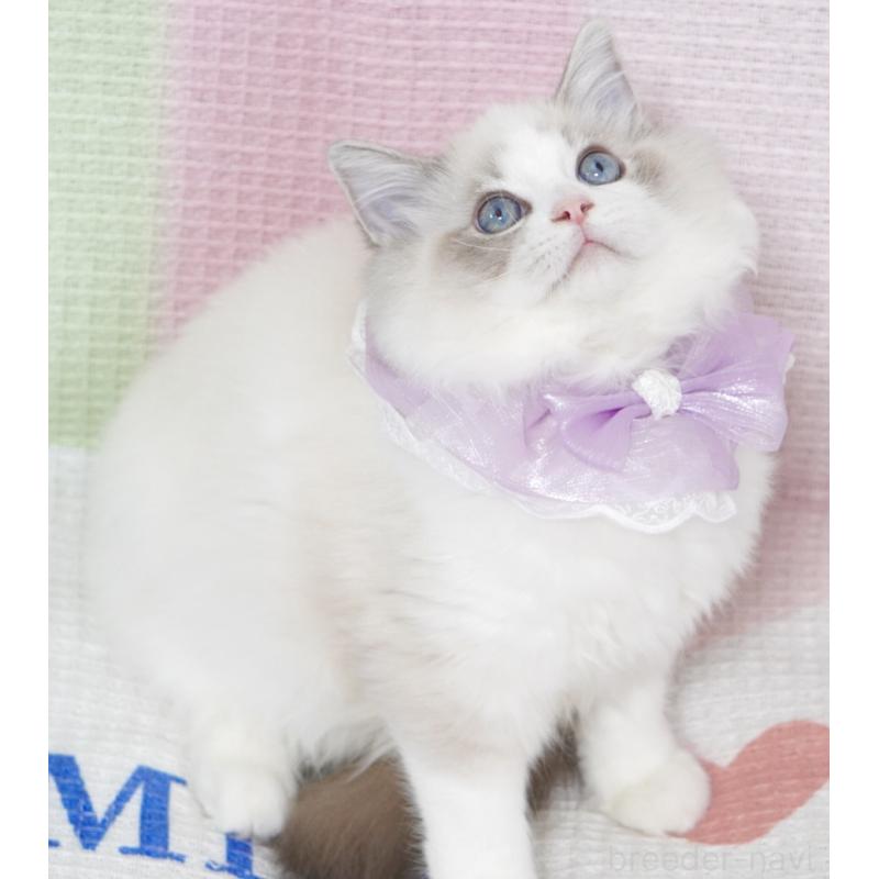 成約済の茨城県のラグドール-130860の9枚目