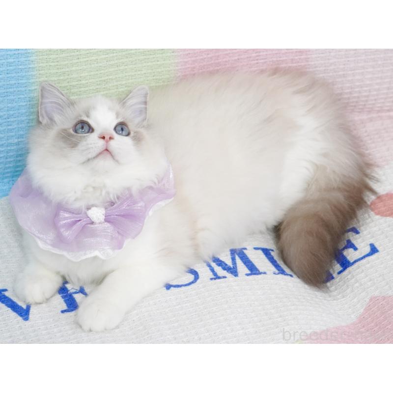 成約済の茨城県のラグドール-130860の8枚目