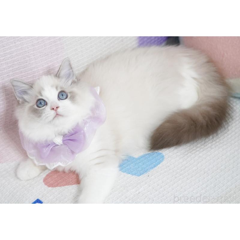 成約済の茨城県のラグドール-130860の7枚目