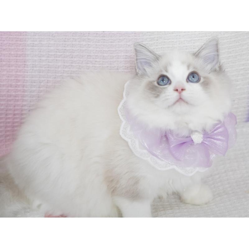 成約済の茨城県のラグドール-130860の6枚目