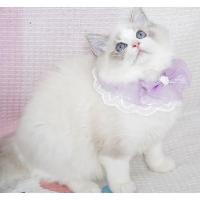 成約済の茨城県のラグドール-130860の5枚目