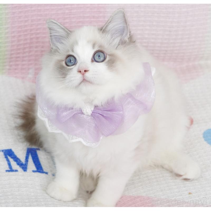 成約済の茨城県のラグドール-130860の4枚目