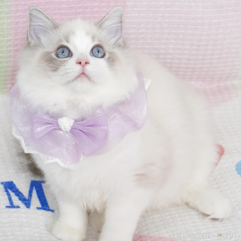 成約済の茨城県のラグドール-130860の3枚目