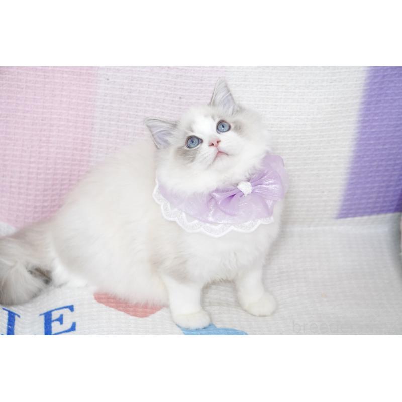 成約済の茨城県のラグドール-130860の2枚目