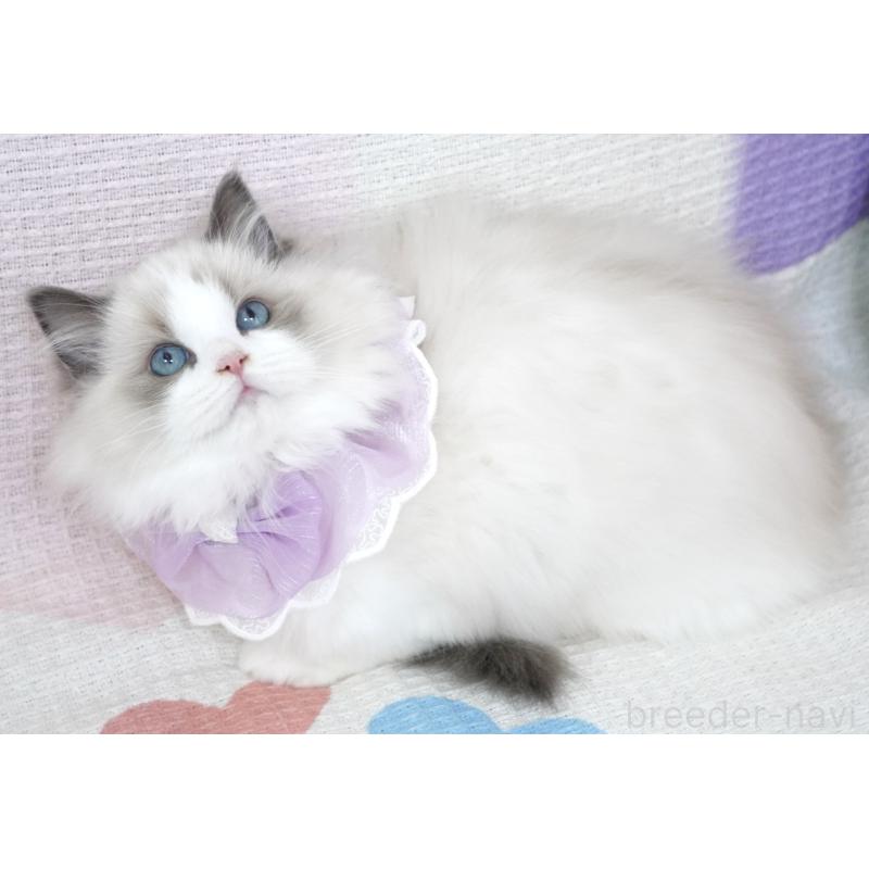 販売中の茨城県のラグドール-130862の4枚目