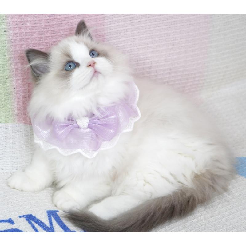 販売中の茨城県のラグドール-130862の3枚目