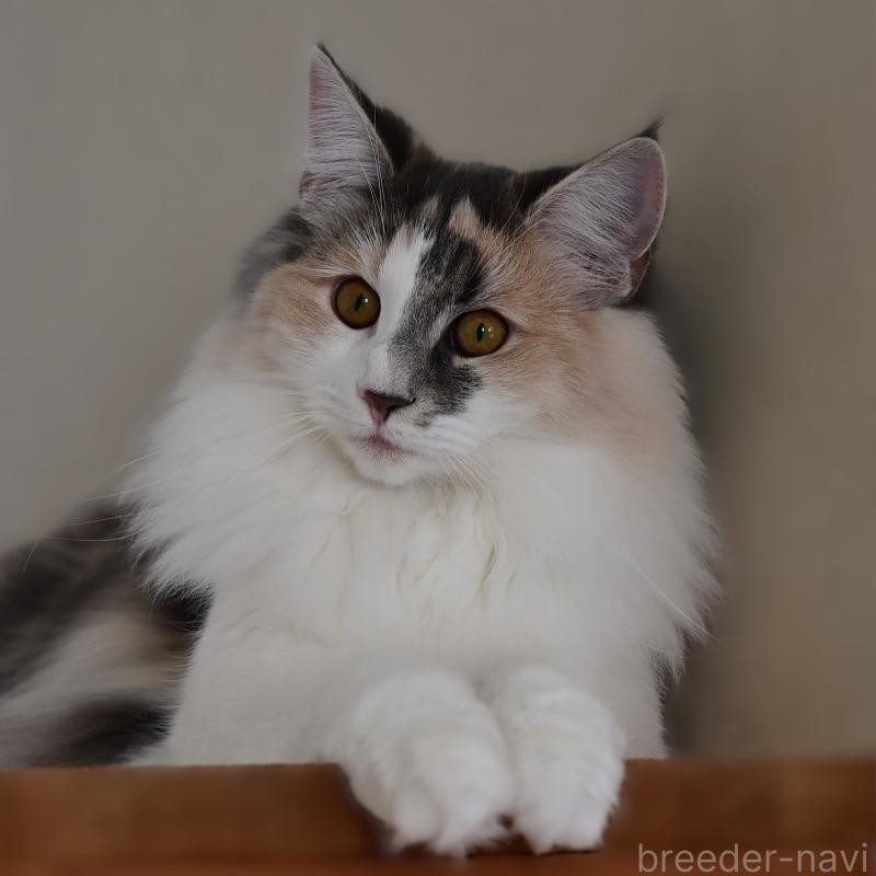 販売中の千葉県のノルウェージャンフォレストキャット-123814の3枚目