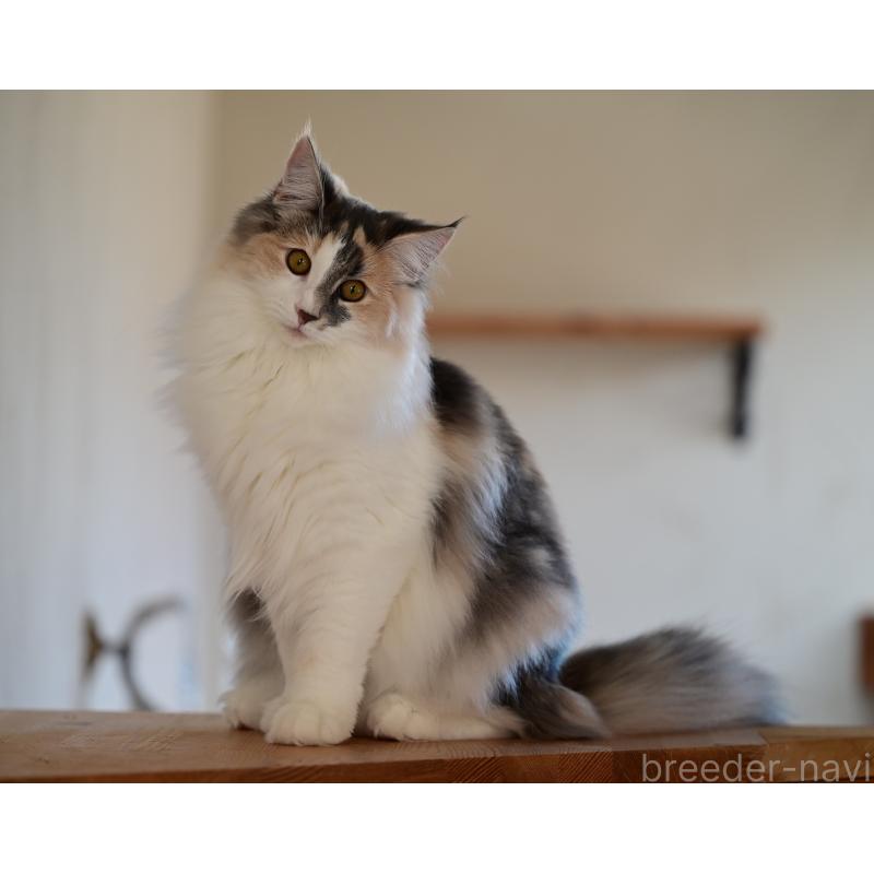 販売中の千葉県のノルウェージャンフォレストキャット-123814の2枚目
