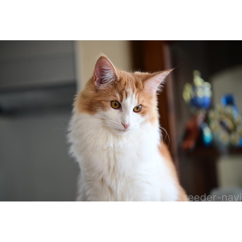 販売中の千葉県のノルウェージャンフォレストキャット-123813の3枚目
