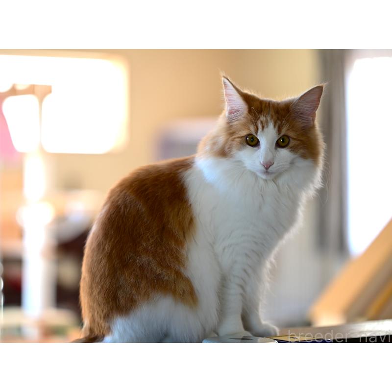 販売中の千葉県のノルウェージャンフォレストキャット-123813の2枚目