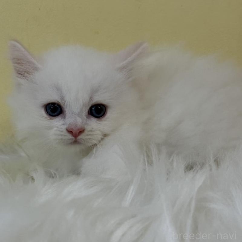 販売中の埼玉県のミヌエット(短足)-130205