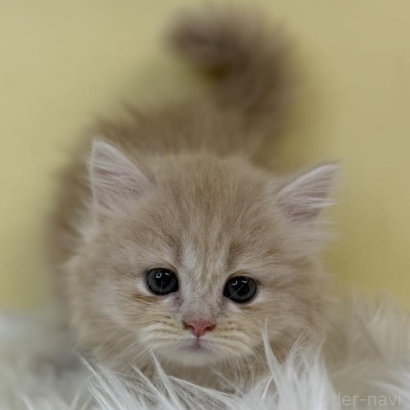 販売中の埼玉県のミヌエット(短足)-130204