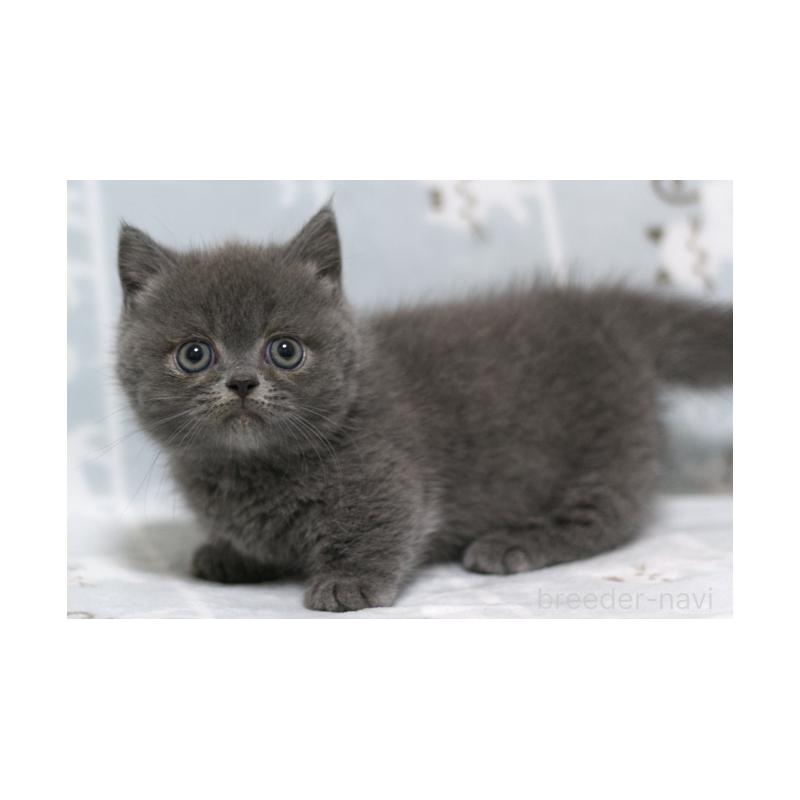 成約済の群馬県のミヌエット(短足)-129580の5枚目